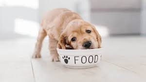 Best dog food for Nigerian dogs